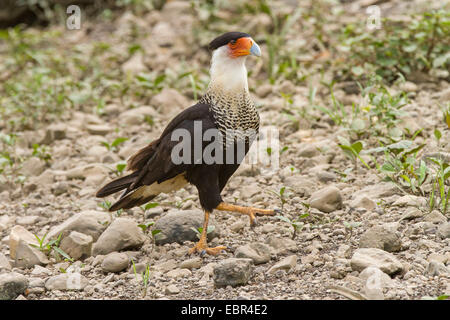 Nördlichen Crested Karakara (Caracara Cheriway), zu Fuß am Fluss Schindeln an einem Fluss, Costa Rica, Rio Tarcoles Stockfoto