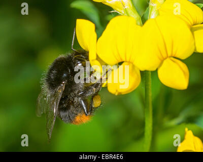 Rotschwanz-Hummel (Bombus Lapidarius, Pyrobombus Lapidarius, Aombus Lapidarius), Arbeiter, die Nahrungssuche auf Bird es Foot Trefoil (Lotus Corniculatus), Deutschland Stockfoto