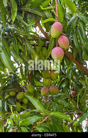 Mangobaum (Mangifera Indica), Früchte am Baum Stockfoto