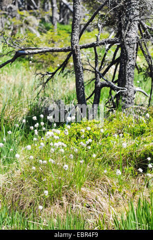 typische Harzer Bergwald mit Gras- und Wollgras Stockfoto