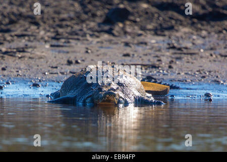 Amerikanisches Krokodil (Crocodylus Acutus), an einem Ufer, Costa Rica, Rio Tarcoles Stockfoto