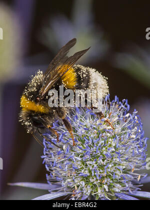 Seeadler Hummel (Bombus Lucorum), Arbeiter, die Nahrungssuche auf Eryngium Planum, Deutschland Stockfoto