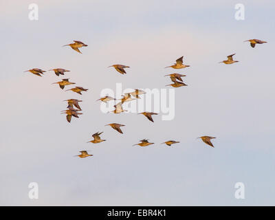 westlichen Brachvogel (Numenius Arquata), strömen in den Himmel, Deutschland Stockfoto