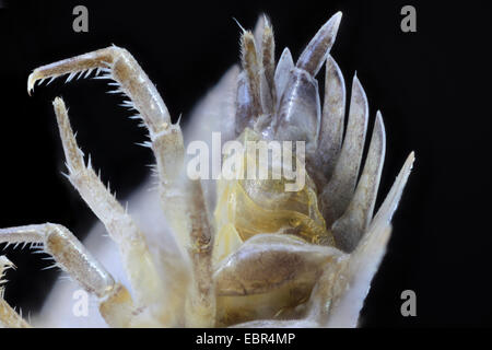 gemeinsamen Assel, gemeinsame Sowbug, grauen Garten Assel (Oniscus Asellus), Makroaufnahme Cephalothorax, weibliche mit marsupium Stockfoto