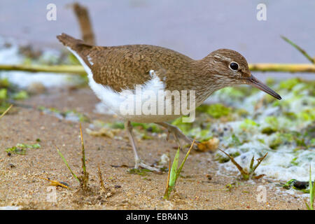 Flussuferläufer (Tringa Hypoleucos, Actitis Hypoleucos), am Strand, Deutschland Stockfoto