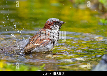 Haussperling (Passer Domesticus), Männlich, Baden, Deutschland Stockfoto