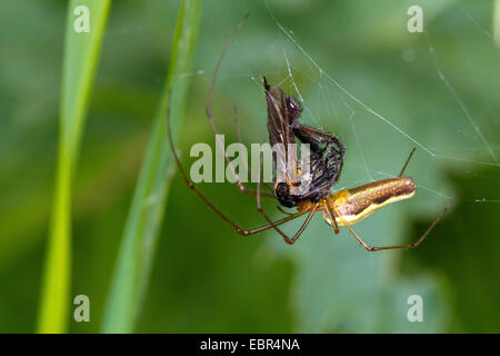 lange-jawed Spinne (Tetragnatha Extensa), Fütterung Beute im Netz, Deutschland Stockfoto