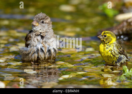 Girlitz (Serinus Serinus), Serin männliche und weibliche Sparrow Baden in einer Bucht, Deutschland Stockfoto