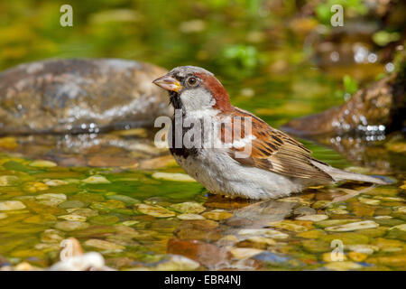 Haussperling (Passer Domesticus), männliche am Badeplatz, Deutschland Stockfoto