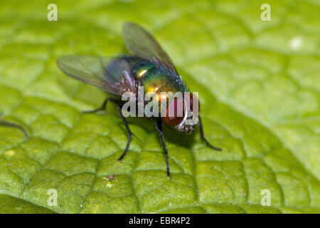 Schaf Maden fliegen, Schafe Schmeißfliege, Greenbottle (Lucilia Sericata), auf einem Blatt, Deutschland Stockfoto