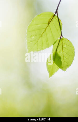 Rotbuche (Fagus Sylvatica), junges Blatt mit Tau fällt, Deutschland, Baden-Württemberg, Odenwald Stockfoto