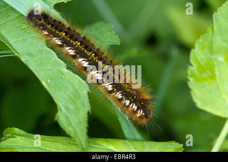 Der Trinker (Philudoria Potatoria, Euthrix Potatoria), Raupe, Deutschland Stockfoto