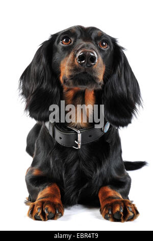 Langhaar Dackel Langhaar Dackel, Haushund (Canis Lupus F. Familiaris), liegend schwarzhaarige männlich, Deutschland Stockfoto