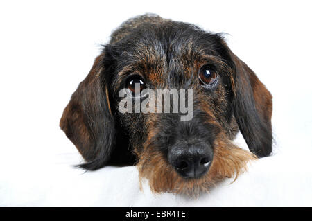 Rauhaar Dackel, Rauhhaar Dackel, Haushund (Canis Lupus F. Familiaris), liegend Dackel vor weißem Hintergrund, Europa, Deutschland Stockfoto