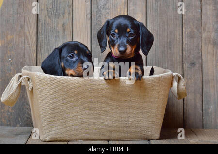 Kurzhaar-Dackel Kurzhaar-Dackel, Haushund (Canis Lupus F. Familiaris), zwei Dackel Welpen aus einem Korb, Deutschland Stockfoto