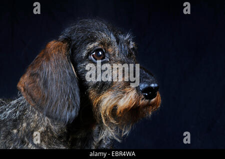 Rauhaar Dackel, Rauhhaar Dackel, Haushund (Canis Lupus F. Familiaris), Porträt vor schwarzem Hintergrund, Europa, Deutschland Stockfoto