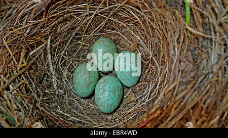 Amsel (Turdus Merula), Eiern im nest Stockfoto