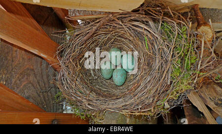 Amsel (Turdus Merula), Eiern in einem Nest unter Brennholz Stockfoto