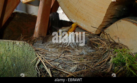 Amsel (Turdus Merula), weiblichen sitzen in einem Nest auf einem Haufen Brennholz Zucht Stockfoto