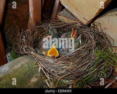 Amsel (Turdus Merula), Blick in ein Nest in einem Haufen von Brennholz mit vier fünf Tage alten Hühnern Stockfoto