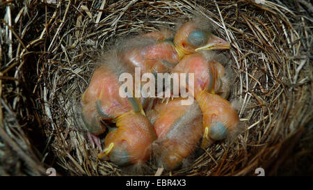 Amsel (Turdus Merula), Blick in ein Nest mit vier eines Tages alte Hühner Stockfoto