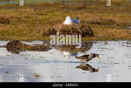 Kampfläufer (Philomachus Pugnax), im flachen Wasser vor gemeinsamen Möwe, Norwegen Troms Zucht Stockfoto