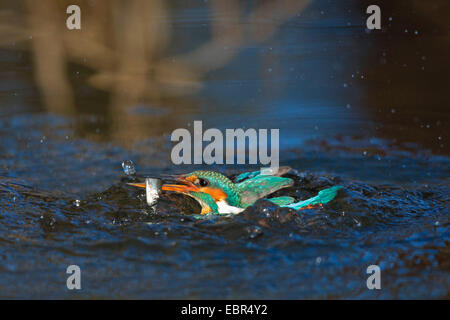 Fluss-Eisvogel (Alcedo Atthis), fliegen aus Kokosblättern mit einem Gefangenen Dace, Deutschland, Bayern, Isental Stockfoto