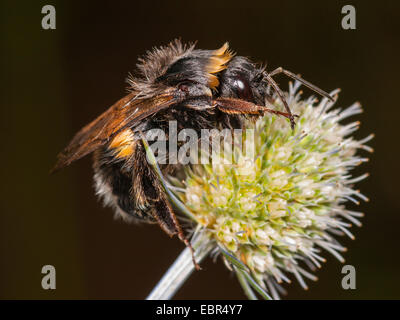 Seeadler Hummel (Bombus Lucorum), Arbeiter auf Eryngium Planum, Deutschland Stockfoto