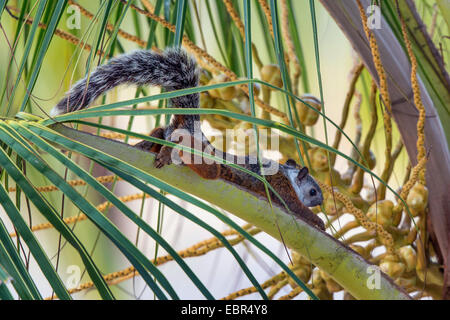 Bunte Eichhörnchen (Sciurus Variegatoides), auf einem Palmwedel, Costa Rica, Jaco Stockfoto
