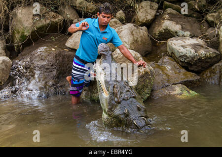 Amerikanisches Krokodil (Crocodylus Acutus), Reiseleiter, die große amerikanische Krokodil, Costa Rica, Rio Tarcoles Fütterung Stockfoto