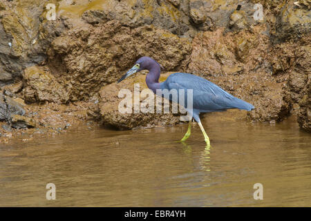 kleine Blue Heron (Egretta Caerulea), stehend am Bach im flachen Wasser, Costa Rica, Rio Tarcoles Stockfoto