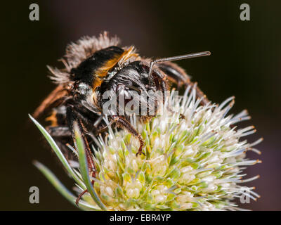 Seeadler Hummel (Bombus Lucorum), Arbeiter auf Eryngium Planum, Deutschland Stockfoto