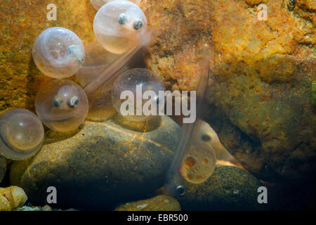 Äsche (Thymallus Thymallus), kurz vor dem Schlüpfen der Larven sichtbaren Eiern und Larven schlüpft Stockfoto