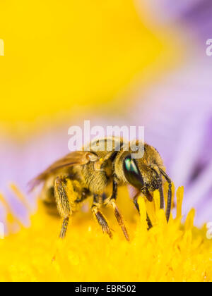 Schweiß der Biene (Halictus Subauratus), weibliche Futtersuche auf jährliche Berufkraut (Erigeron Annuus), Deutschland Stockfoto