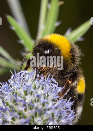 Seeadler Hummel (Bombus Lucorum), Arbeiter, die Nahrungssuche auf Eryngium Planum, Deutschland Stockfoto