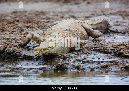 Amerikanisches Krokodil (Crocodylus Acutus), liegend auf einem Ufer, Costa Rica, Rio Tarcoles Stockfoto