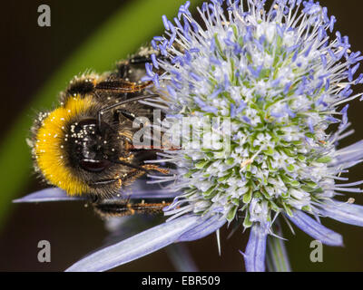 Seeadler Hummel (Bombus Lucorum), Arbeiter, die Nahrungssuche auf Eryngium Planum, Deutschland Stockfoto