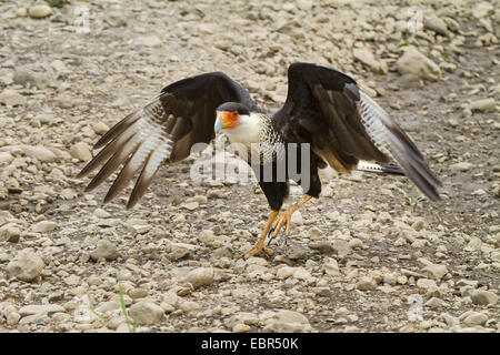 Nördlichen Crested Karakara (Caracara Cheriway), zu Fuß am Fluss Schindeln an einem Fluss, Costa Rica, Rio Tarcoles Stockfoto