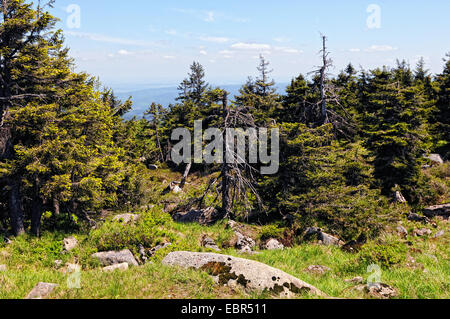 typische Harzer Bergwald mit Gras- und toter Baum nach Sturm. Stockfoto