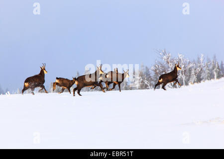 Gämse (Rupicapra Rupicapra), packen läuft über ein Schneefeld zu einem Wald Rand, Schweiz, Creux du Van Stockfoto