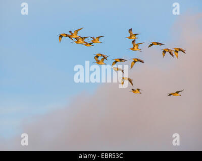 westlichen Brachvogel (Numenius Arquata), strömen in den Himmel, Deutschland Stockfoto