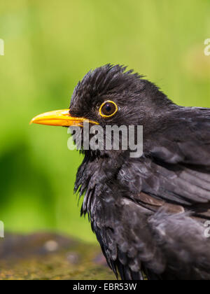 Amsel (Turdus Merula), Portrait eines Mannes, Deutschland Stockfoto