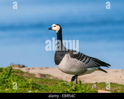 Weißwangengans (Branta Leucopsis), auf einer Sandbank am Meer, Deutschland Stockfoto