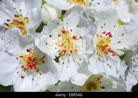 gemeinsamen Birne (Pyrus Communis), Birne Blumen, Schweiz, Zürcher Oberland Stockfoto