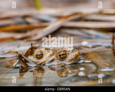 Europäischen gemeinsamen Kröte (Bufo Bufo), drückte paar auf der Oberfläche des Wassers, Deutschland Stockfoto