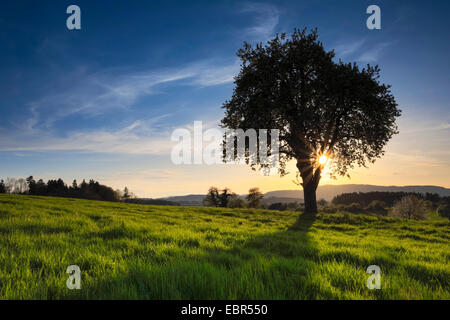 gemeinsamen Birne (Pyrus Communis), blühender Baum im Frühling, der Schweiz, Zuercher Oberland Stockfoto