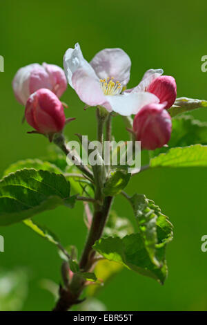 Apfelbaum (Malus Domestica), Apple Blumen, Schweiz, Zürcher Oberland Stockfoto