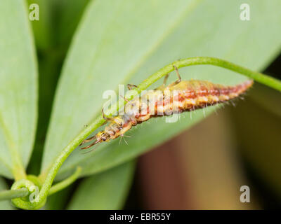 gemeinsamen grünen Florfliege (Chrysoperla Carnea, Chrysopa Carnea, Anisochrysa Carnea), Larve des gemeinsamen grünen Florfliege, Deutschland Stockfoto