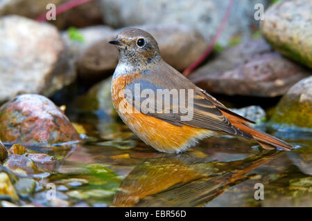 Gartenrotschwanz (Phoenicurus Phoenicurus), junger Mann an der Badestelle, Deutschland Stockfoto