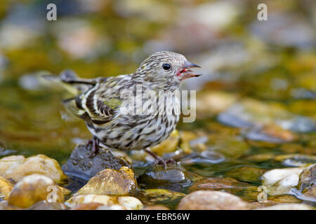 Fichte (Zuchtjahr Spinus), Erlenzeisig Jungvogel trinken am Bach, Deutschland Stockfoto